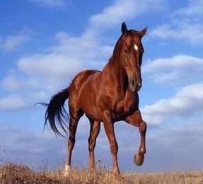 Cavallo