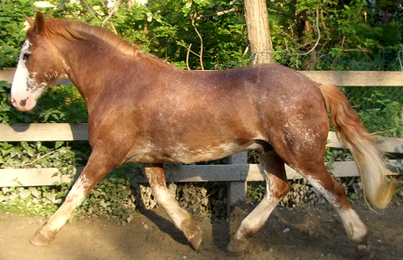 Cesare Cesare