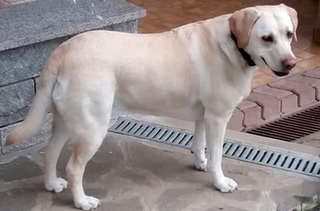 Stella Stella